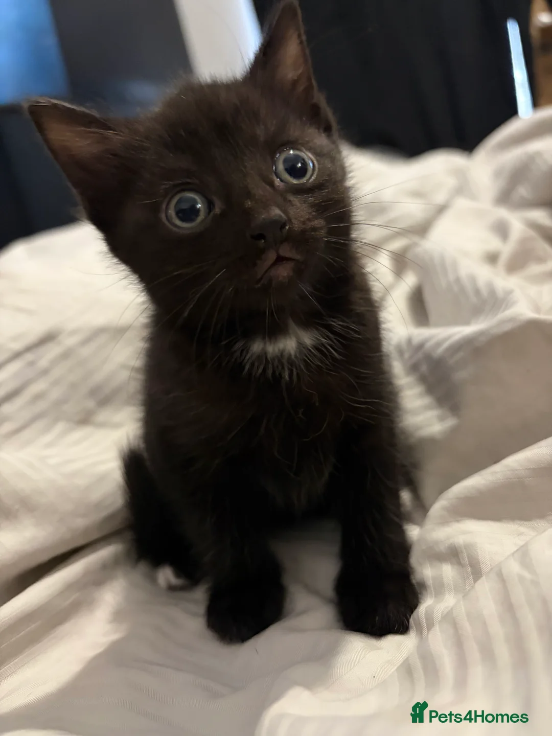 Domestic Shorthair cats for sale: Kittens  - Advert 3