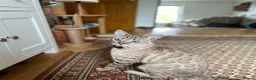 Bengal cats for sale: LaRusso–Stunning Young Snow Bengal w/ Blue Eyes - Advert 5