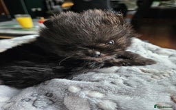 Pomeranian dogs for sale: TINY miracle KC Pomeranian 907grams at 16 weeks - Image 14