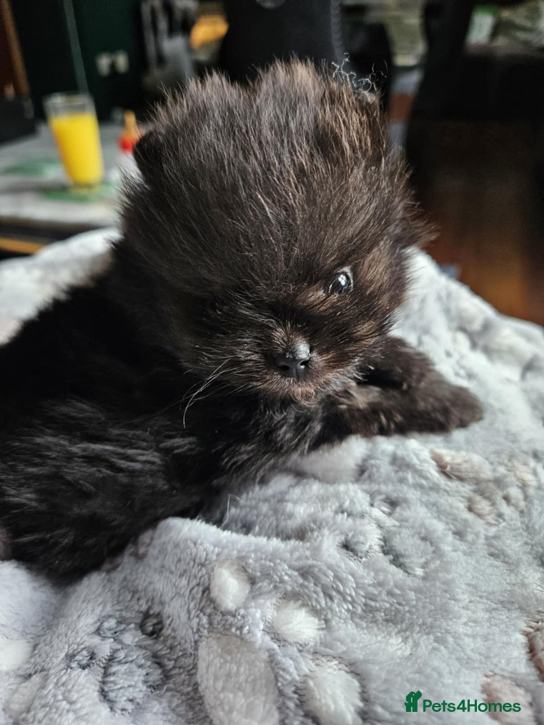 Pomeranian dogs for sale: TINY miracle KC Pomeranian 907grams at 16 weeks - Image 14