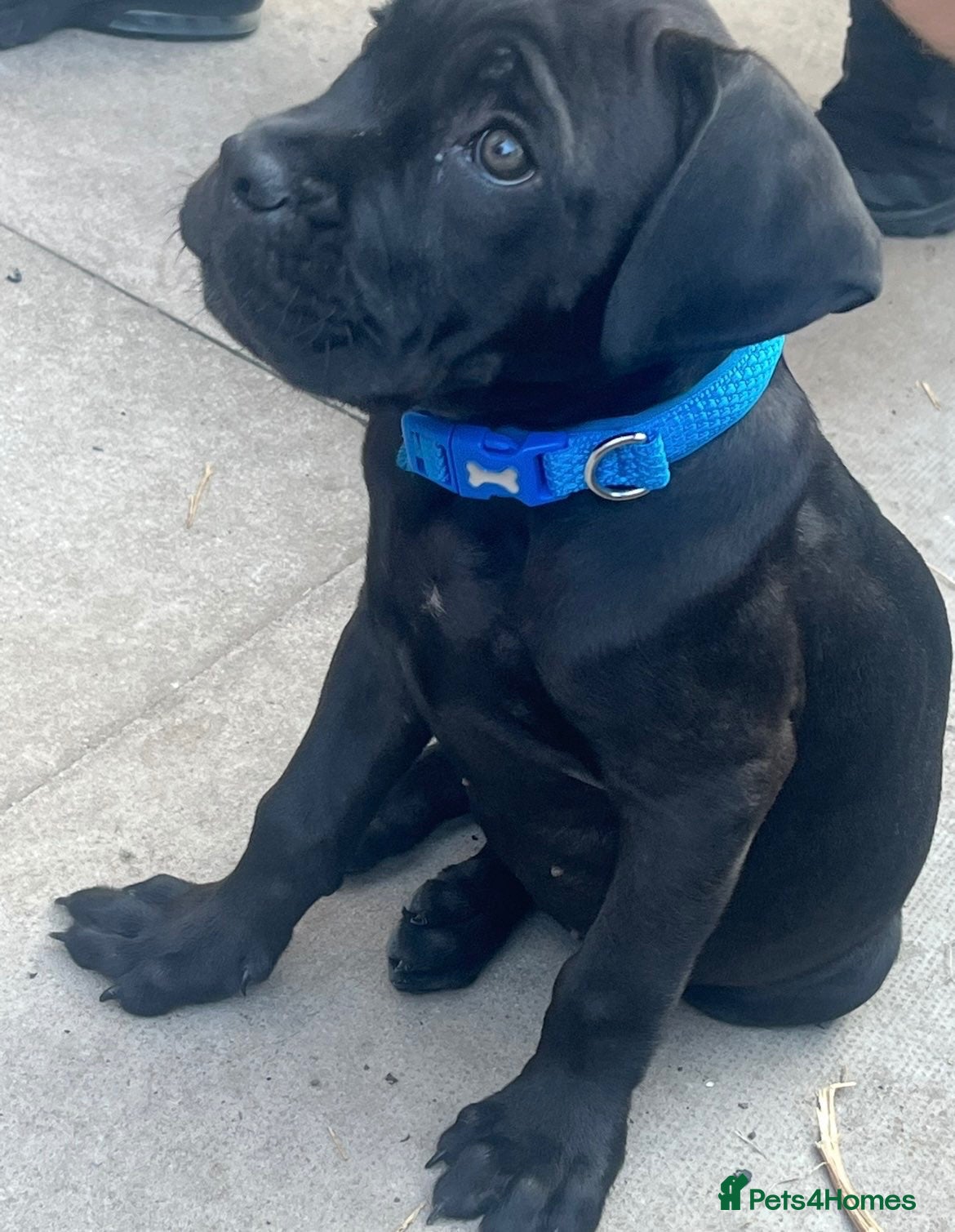Cane Corso dogs for sale: Cane corso - male - Advert 9