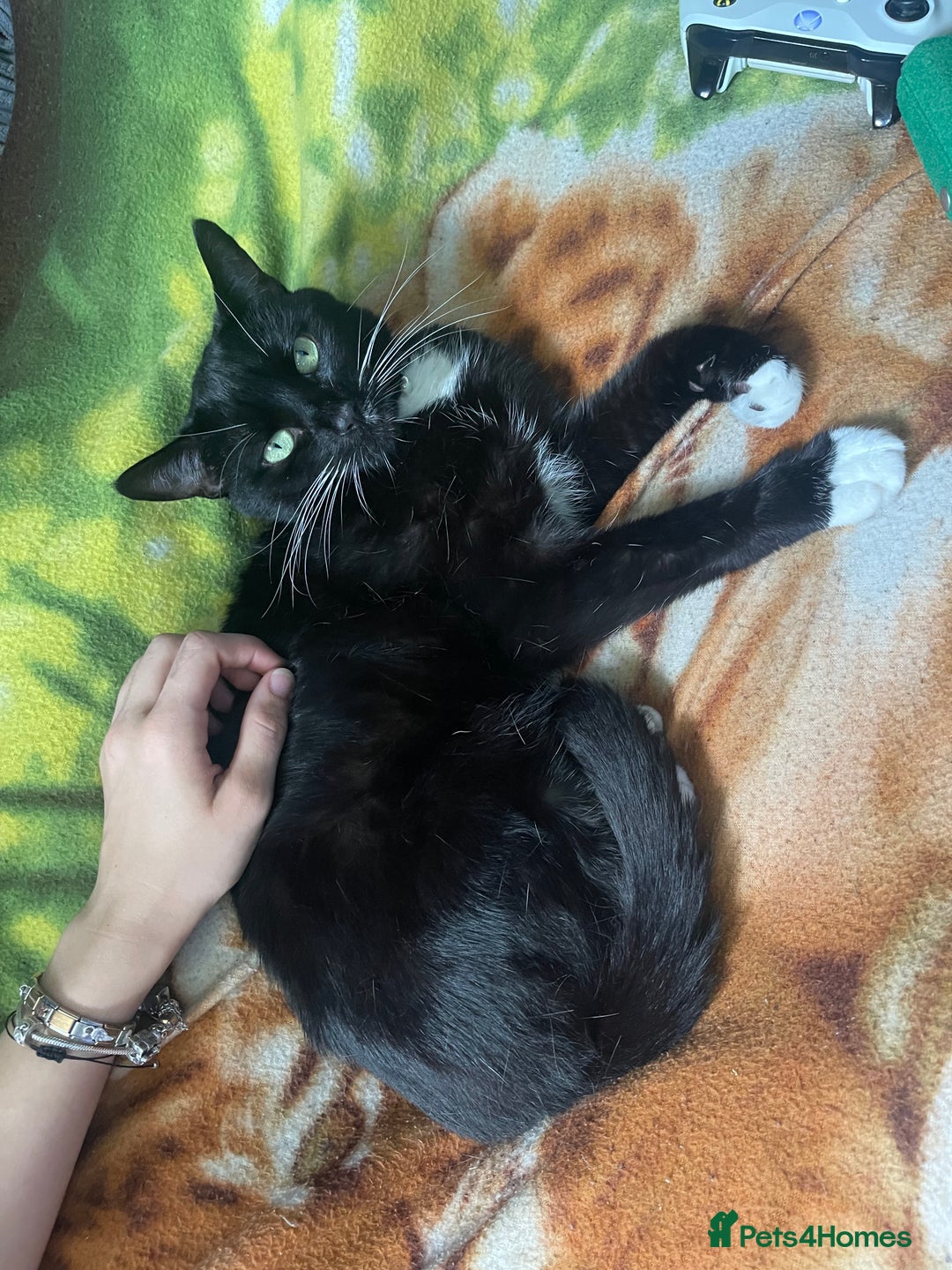 Mixed Breed cats for sale: 2 beautiful kittens left mixed breed - Image 8