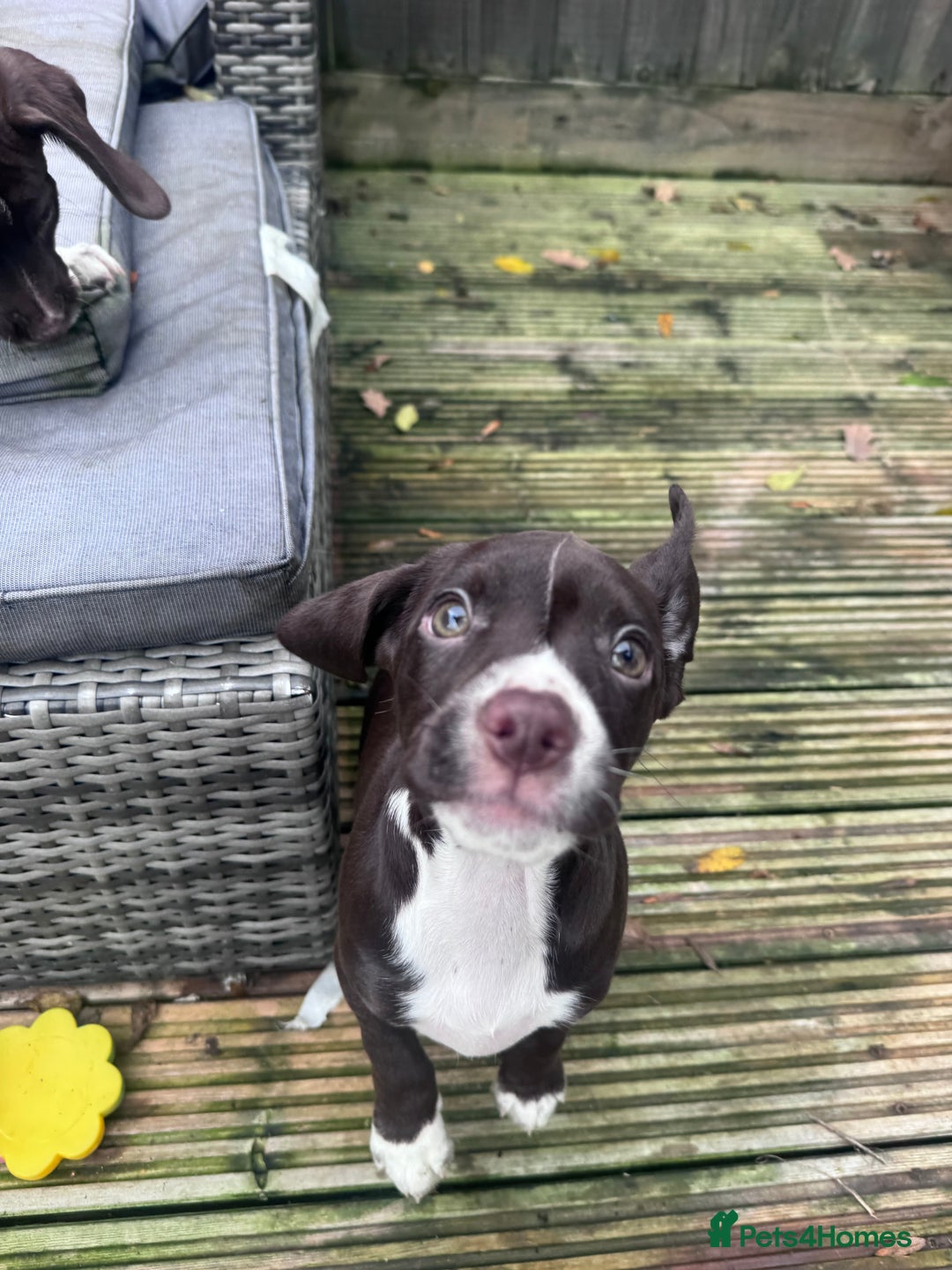 Mixed Breed dogs for sale: Chi sprocker  - Advert 20