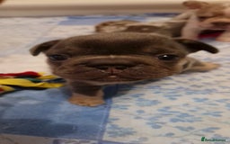 French Bulldog dogs for sale: FRENCH BULLDOG ** - Image 14