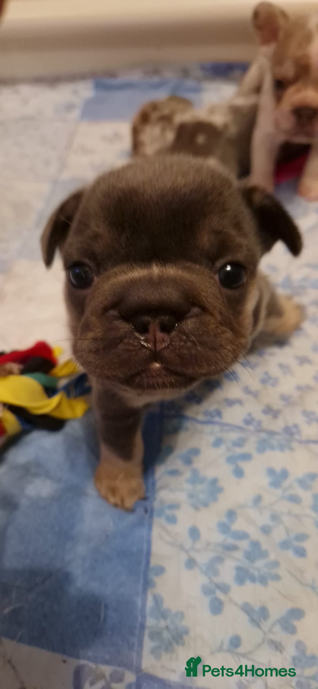 French Bulldog dogs for sale: FRENCH BULLDOG ** - Image 14