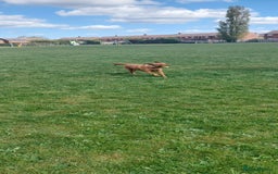 Labrador Retriever dogs for sale: 2 year old female fox red labrador  - Image 5