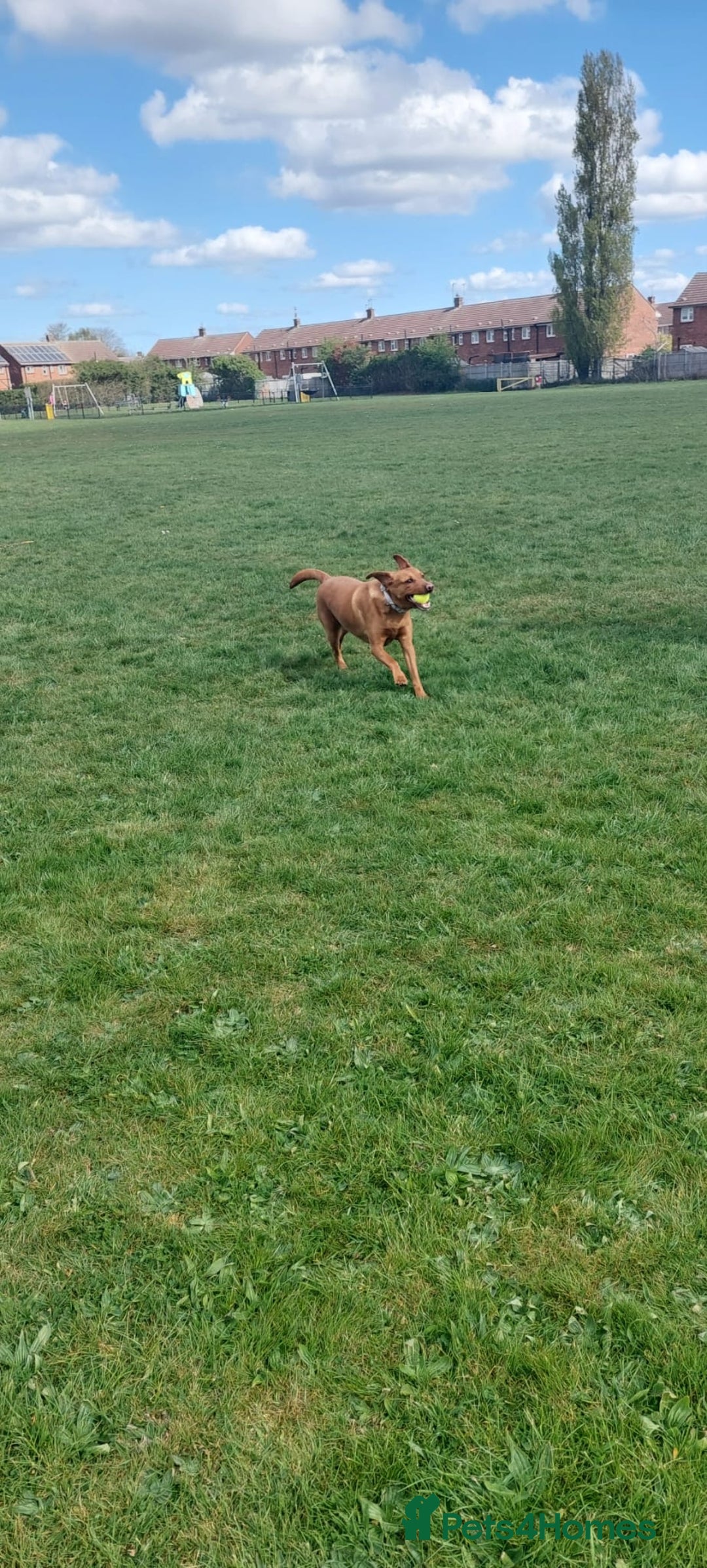 Labrador Retriever dogs for sale: 2 year old female fox red labrador  - Image 5