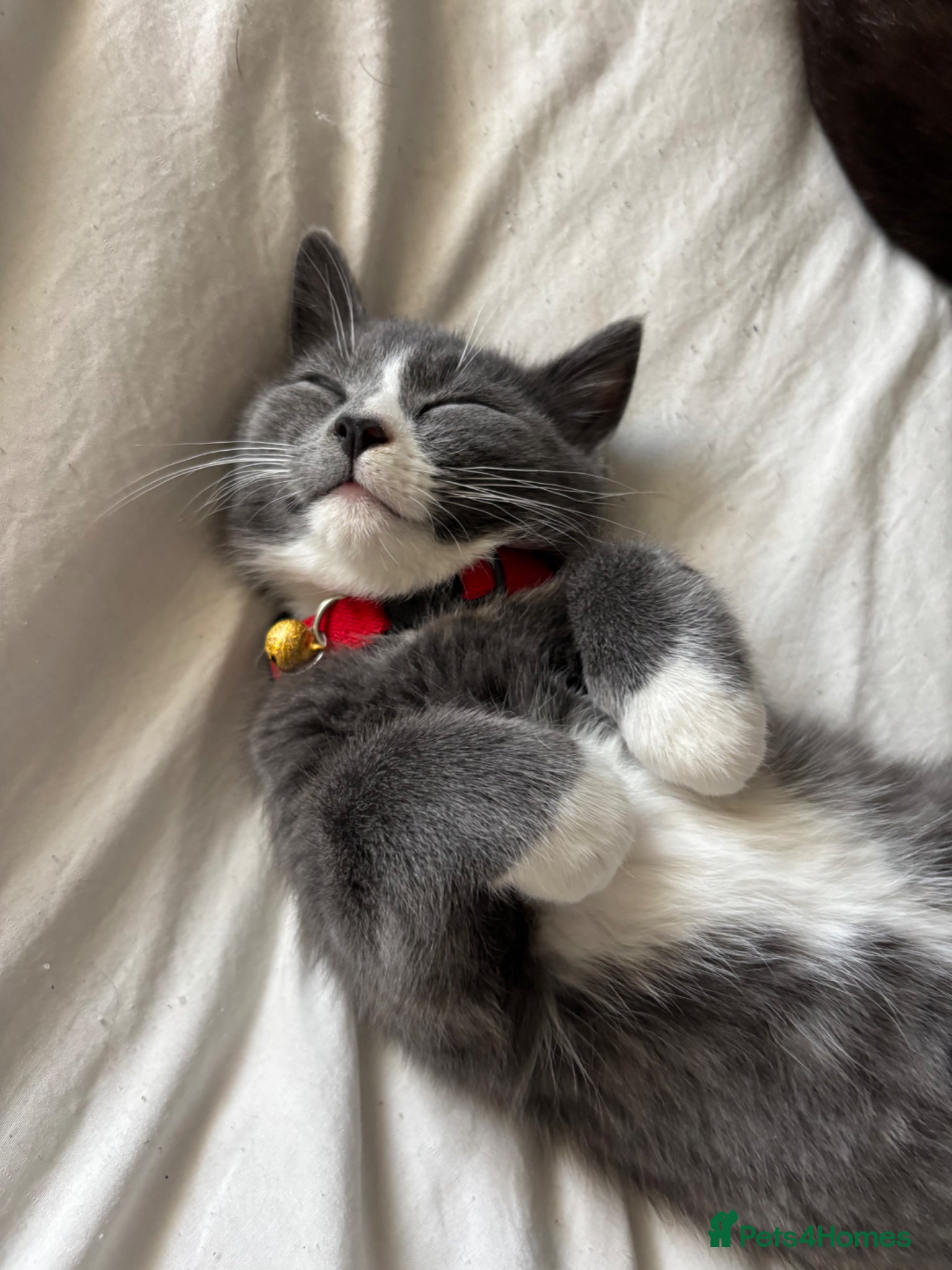 Maine Coon cats for sale: Mainecoon cross male kitten - Advert 2