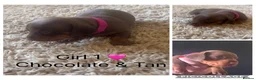 Miniature Dachshund dogs for sale: Beautiful Miniature Dachshunds  in Ballycastle - Advert 4