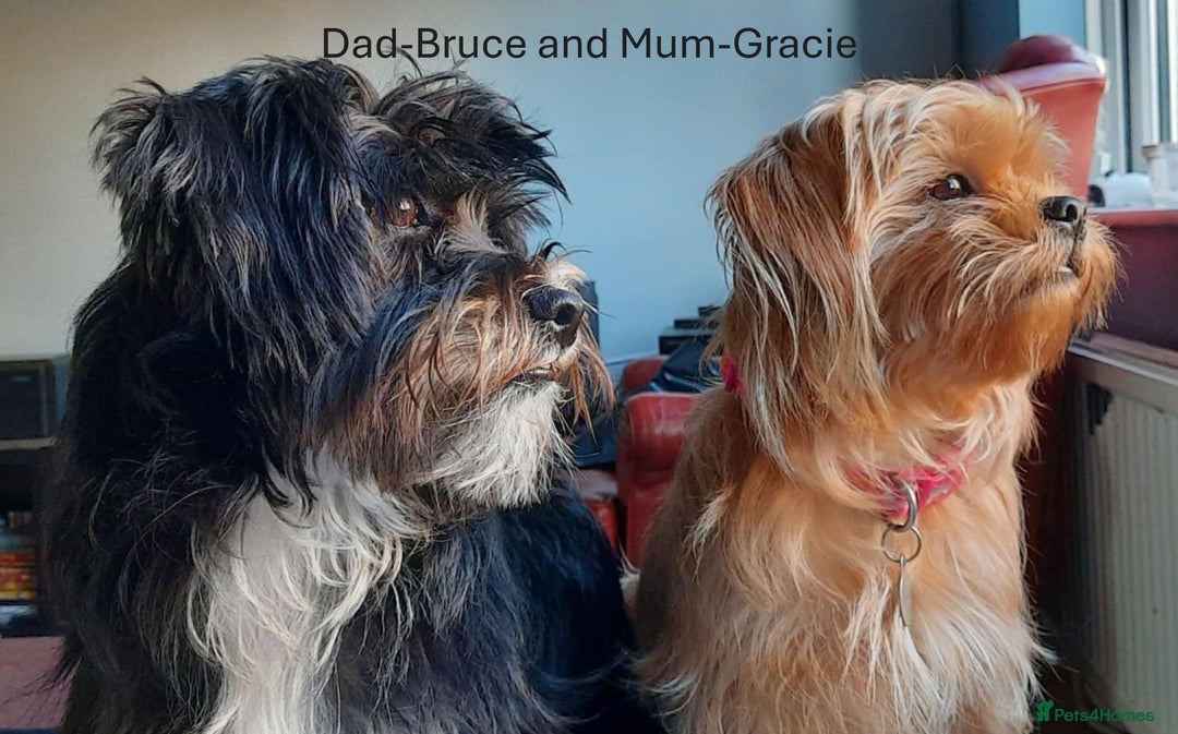 Shorkie dogs for sale: Beautiful Shorkie puppies for sale - Image 10