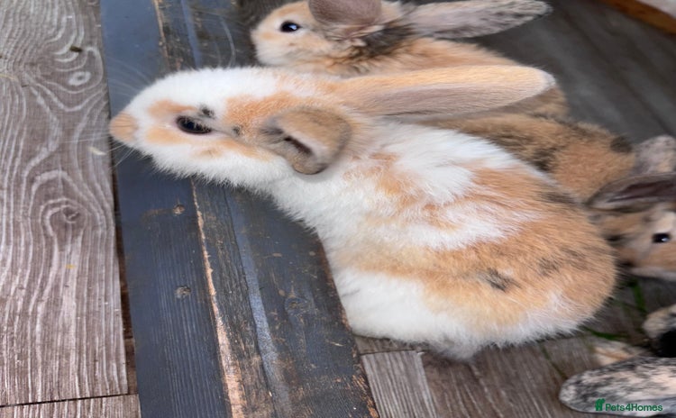 Mini Lop rabbits - Advert 17