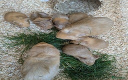 Guinea Pig rodents for sale: 4 Baby Boy Guinea Pigs  - Image 2