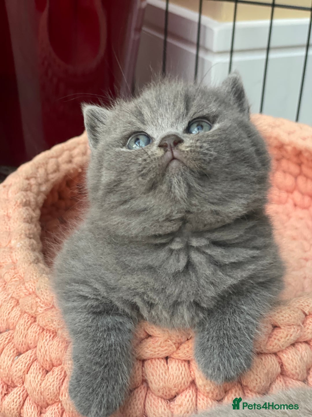 British Shorthair cats for sale: Champion Bloodline British Shorthair/Longhair - Image 1