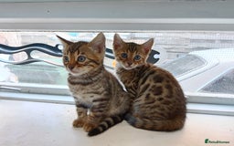 Bengal cats for sale: Tica RG F5 pure bengals - Image 11