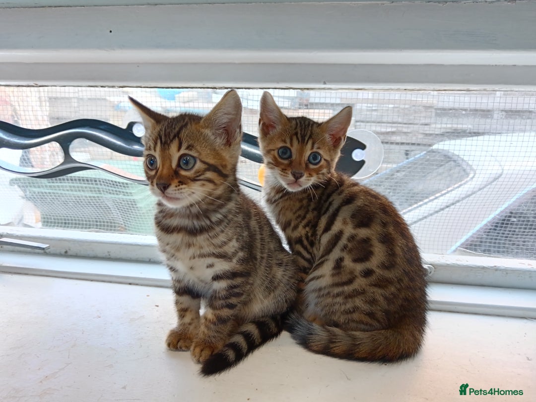 Bengal cats for sale: Tica RG F5 pure bengals - Image 11