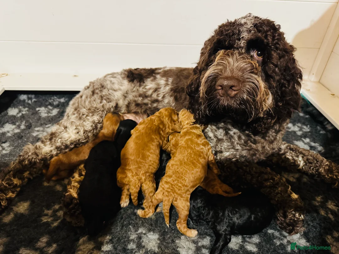 Cockapoo dogs for sale: Show Cockapoo F1b black boy left 5* breeder - Advert 7