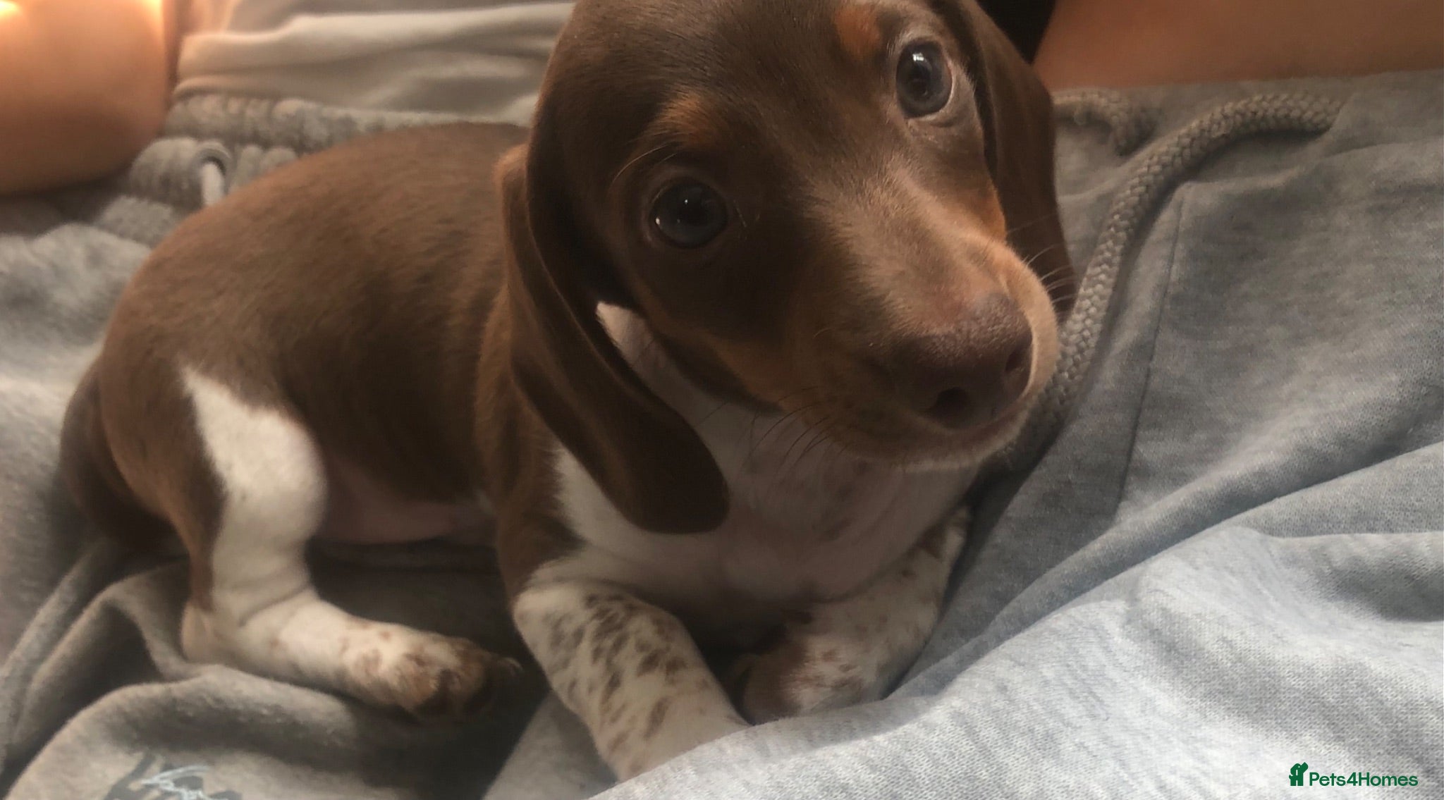 Miniature Dachshund dogs Miniature dachshund£750 1LEFT! READY NOW! - Advert 5