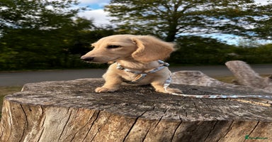 Miniature Dachshund dogs - Advert 6