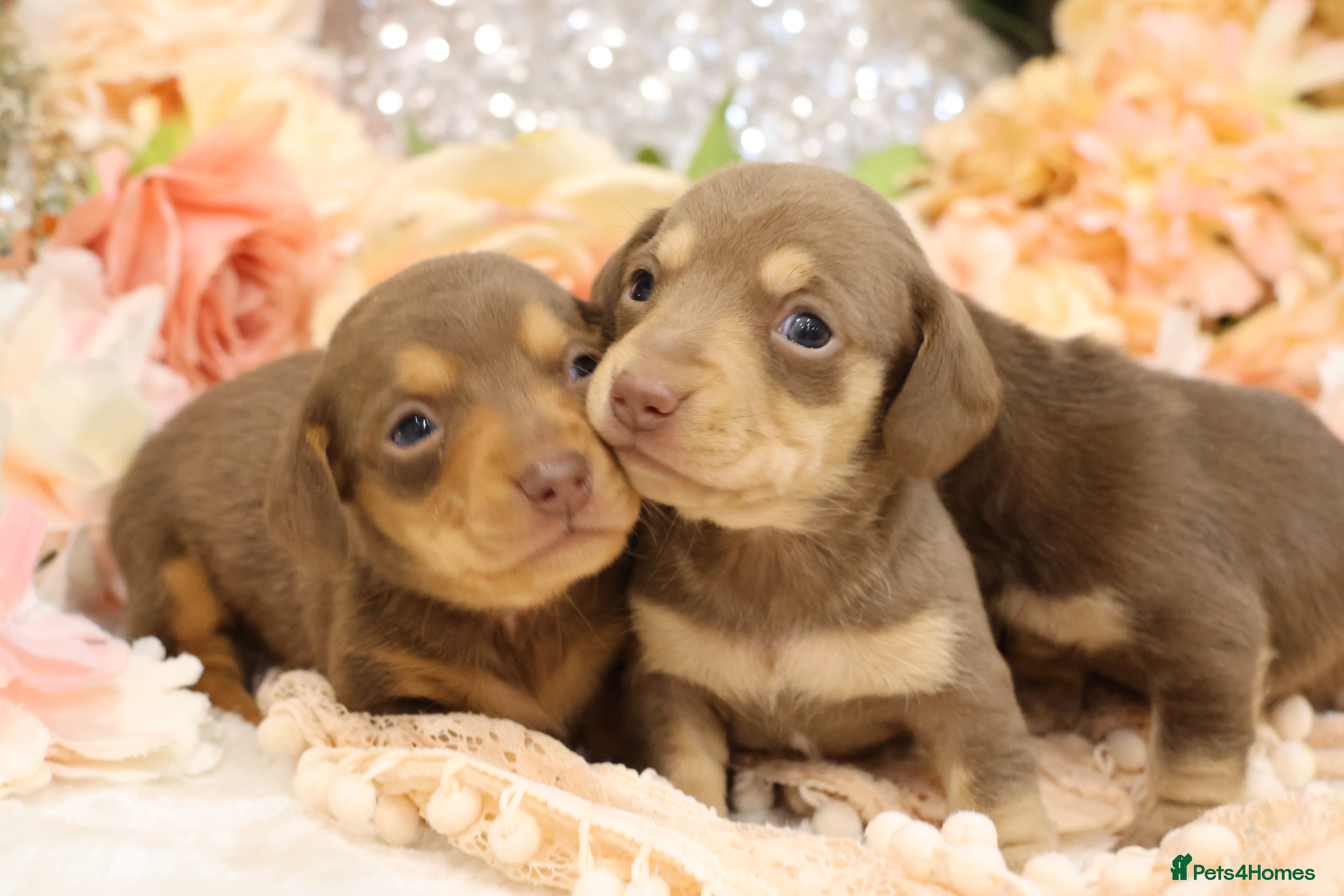 Miniature Dachshund dogs KC Miniature Dachshund Puppies - Advert 2