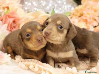 Miniature Dachshund dogs KC Miniature Dachshund Puppies - Advert 6