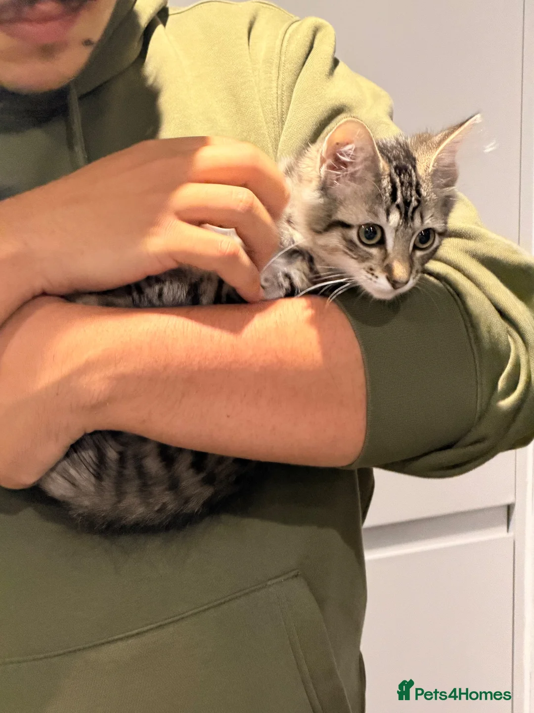 Mixed Breed cats for sale: Maxed breed kitten for sale  - Advert 8