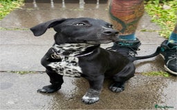 Mixed Breed dogs for sale: 12 week old female Dalmatian cross - Image 2