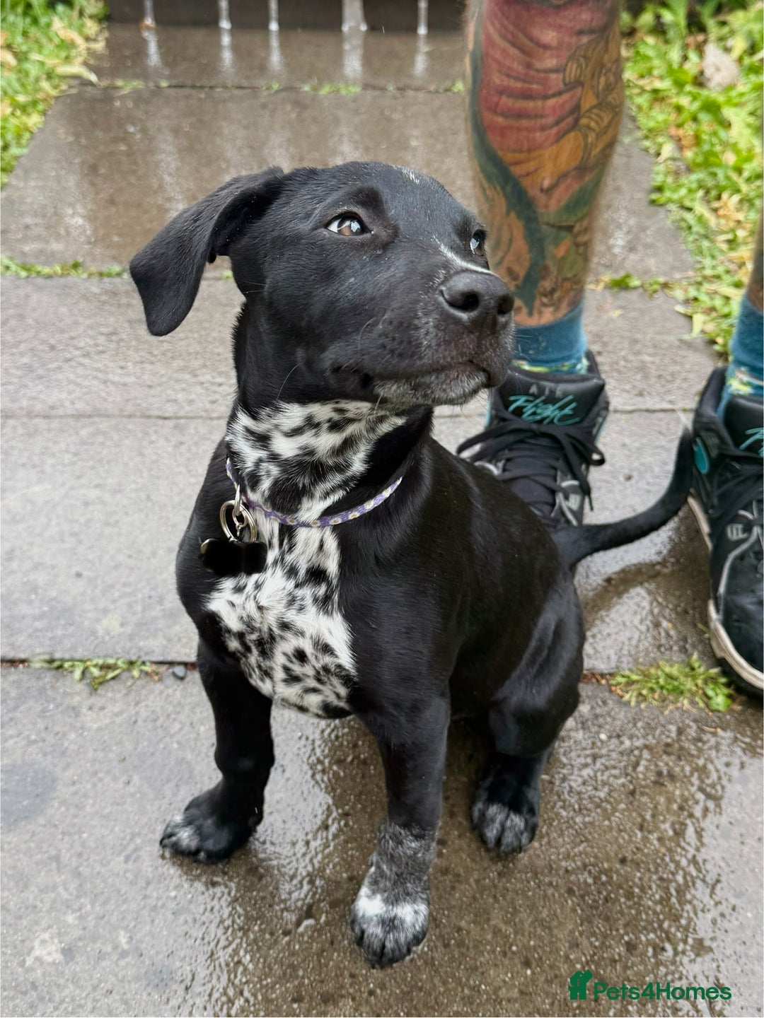 Mixed Breed dogs for sale: 12 week old female Dalmatian cross - Image 2