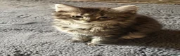 Maine Coon cats for sale: Maincoon x Ragdoll - Advert 5