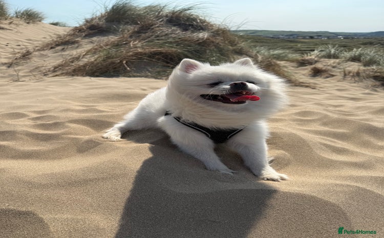 Pomeranian dogs - Advert 5