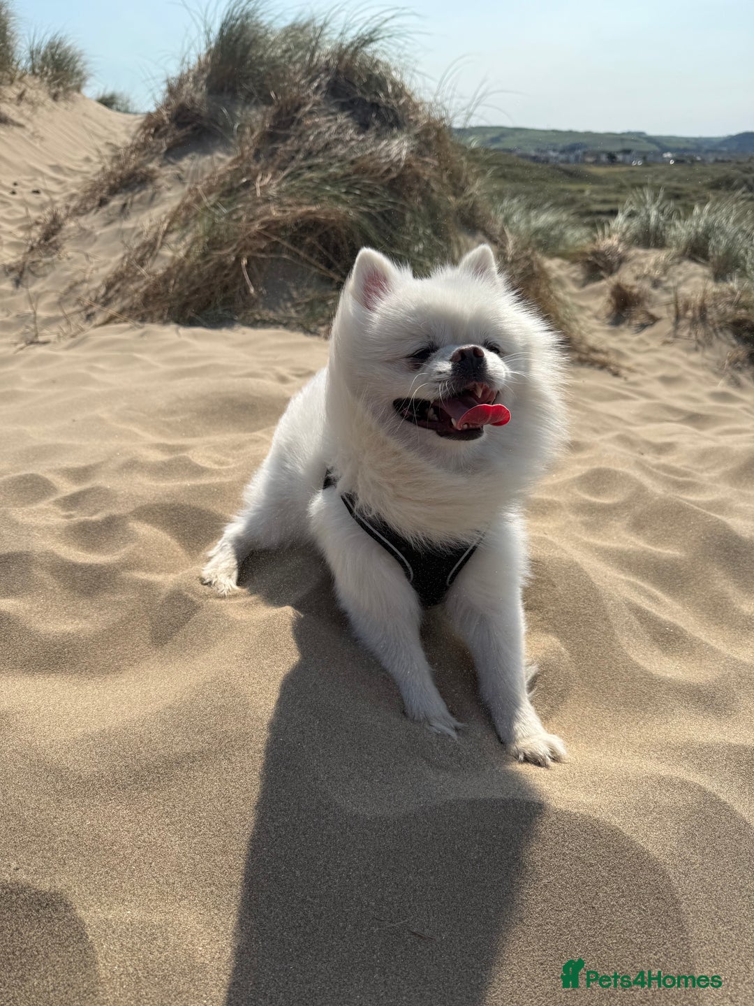 Pomeranian dogs for stud: Stud service  - Image 1
