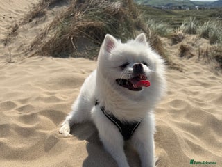 Pomeranian dogs - Advert 9