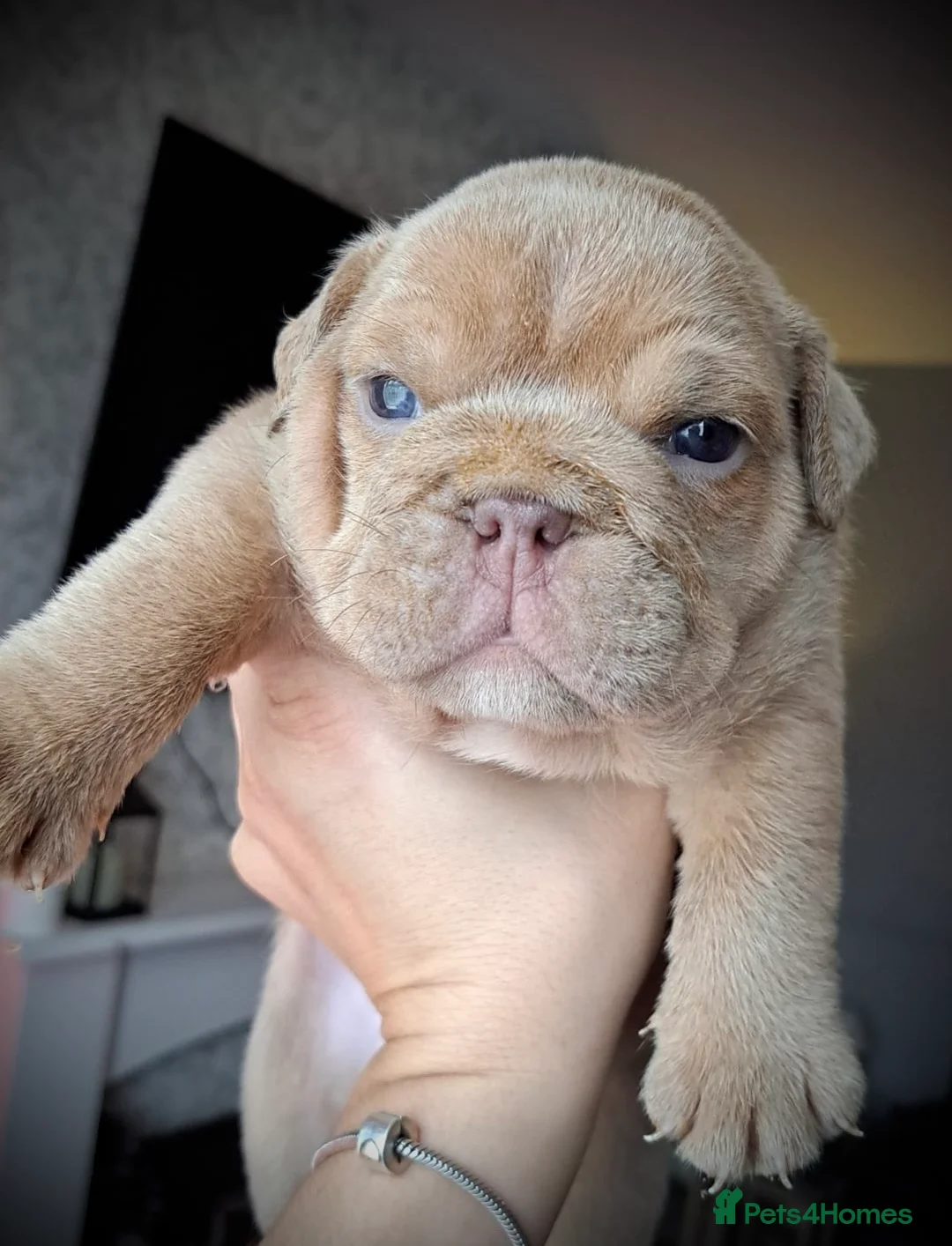 English Bulldog dogs for stud: ⭐️Proven English Bulldog available for stud⭐️ in Solihull - Advert 21