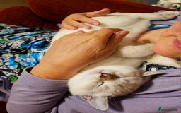 Scottish Fold cats for sale: 😻SF pedigree TICA 😸 READY TO LEAVE😸 - Image 38