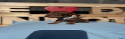 Dachshund dogs for sale: Dutch hound Puppies in Orpington - Advert 13