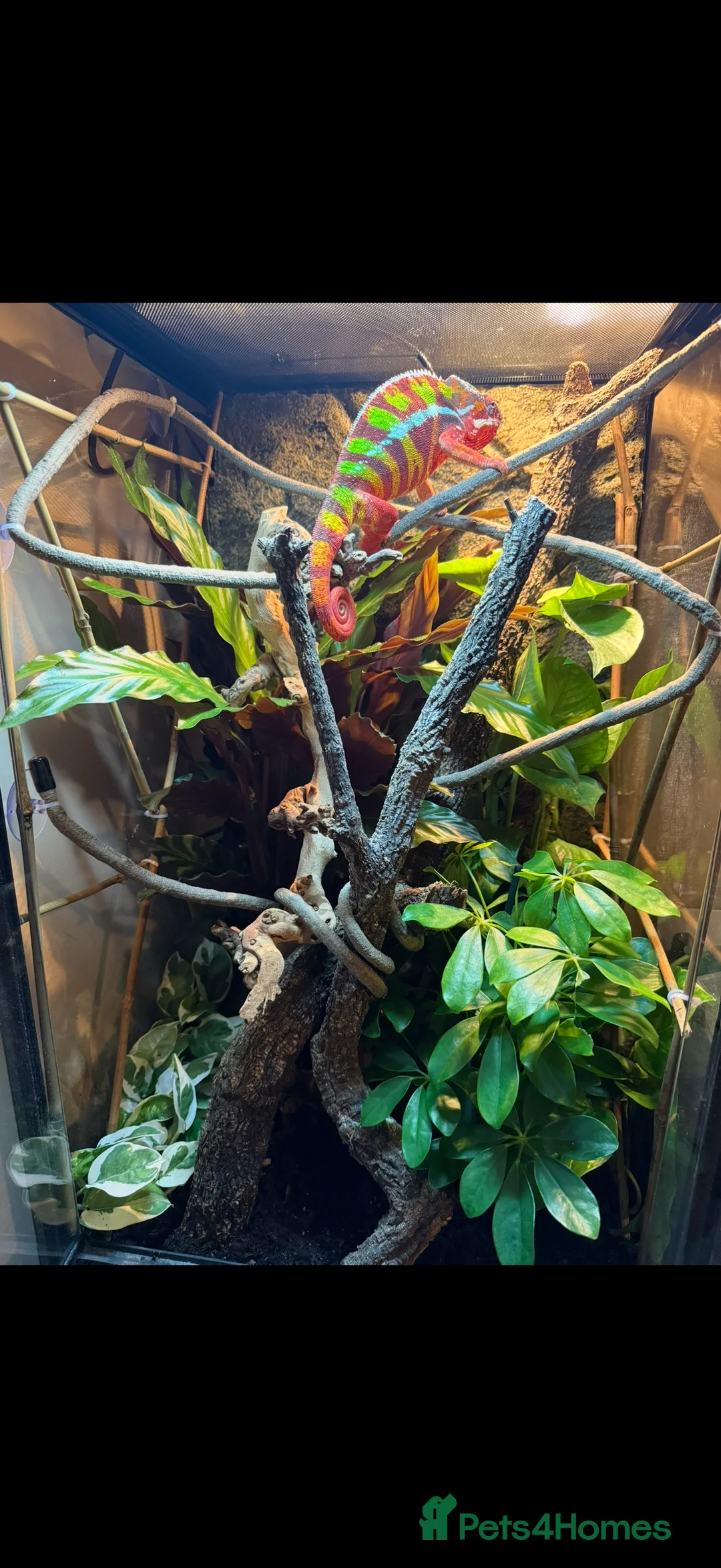 Chameleon reptiles for sale: Ambomile chameleon - Advert 7
