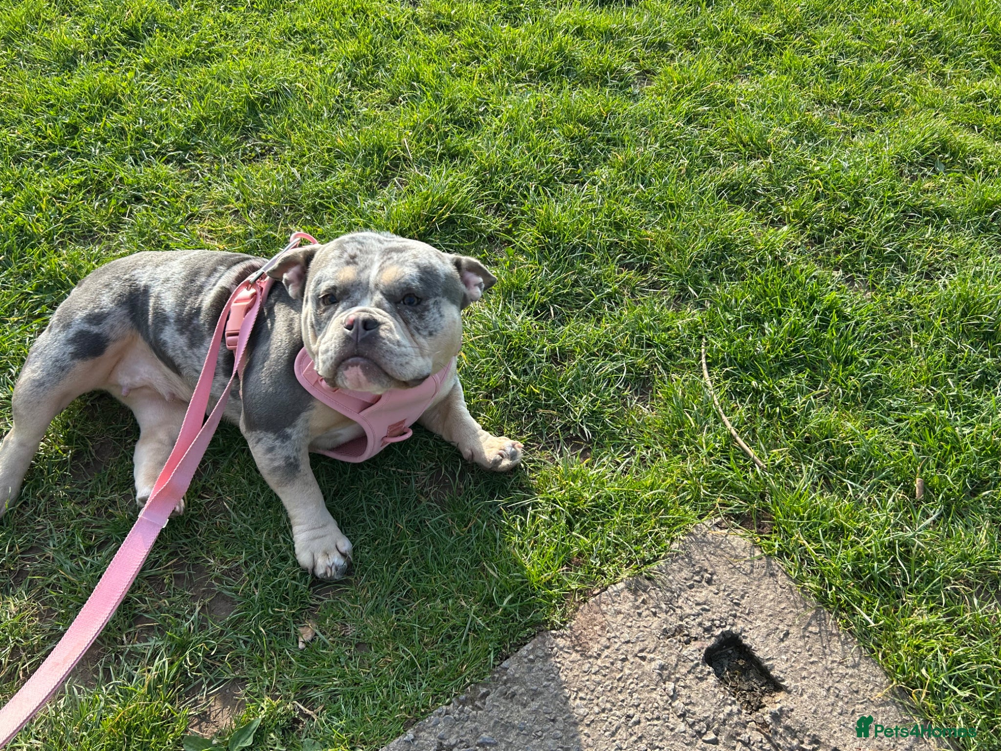 English Bulldog dogs Bulldog  - Advert 1