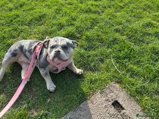 English Bulldog dogs Bulldog - Advert 1