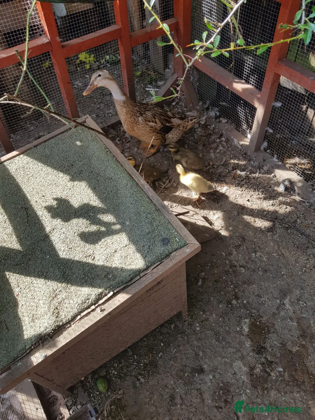 Ducks poultry for sale: Ducklings - Advert 1