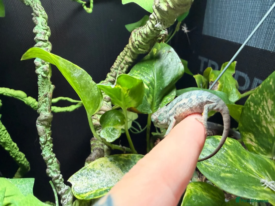 Chameleon reptiles for sale: Baby panther chameleon  - Advert 2