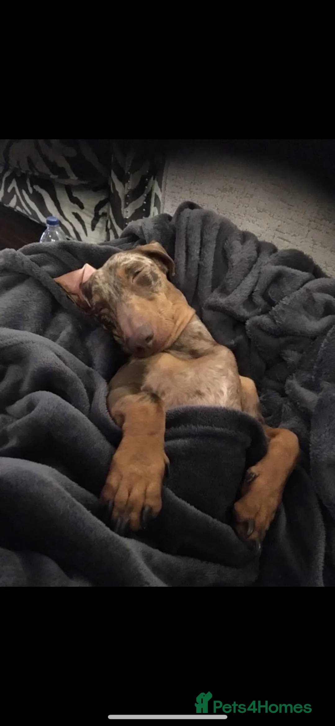 Miniature Dachshund dogs for stud: Dapple Kc registered stud  - Advert 2