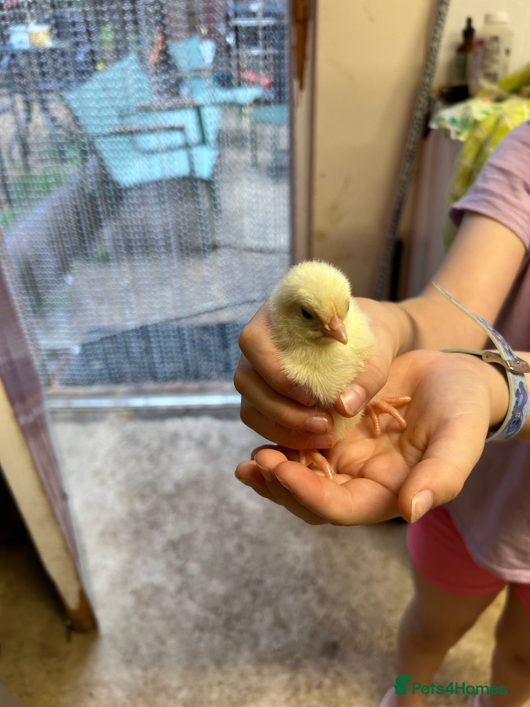 Chickens poultry for sale: Large Fowl Hybrid Chicks For Sale. Day olds  - Image 8