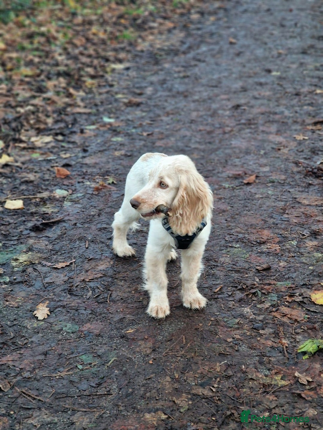 Cocker Spaniel dogs for sale: Cocker spaniel puppy - Advert 3
