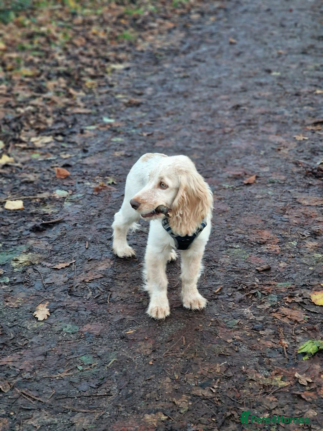 Cocker Spaniel dogs for sale: Cocker spaniel puppy - Advert 3