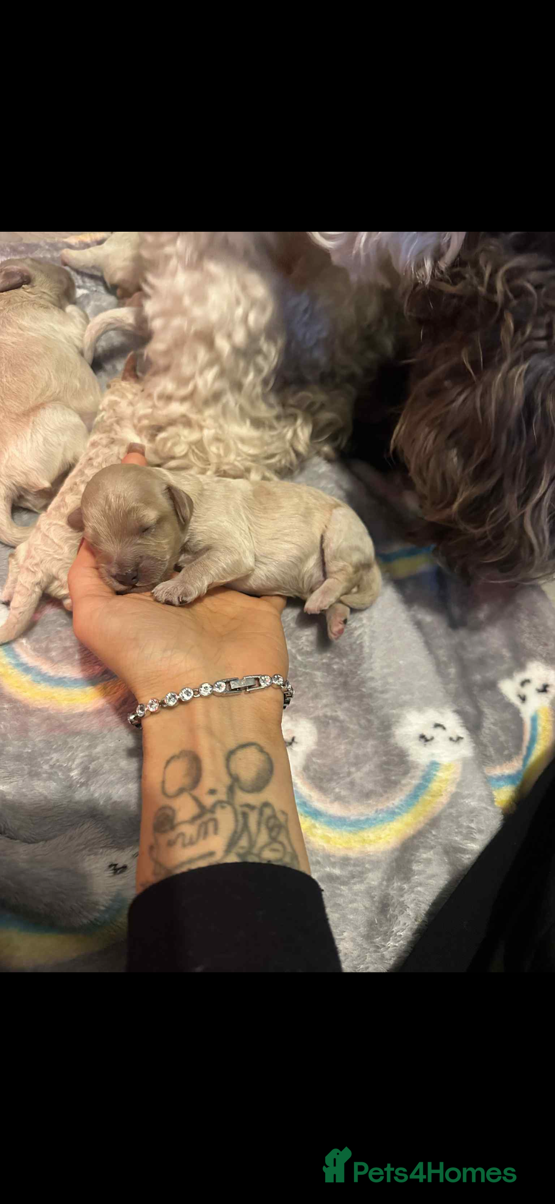 Cockapoo dogs for sale: F1B cockapoos  - Advert 3