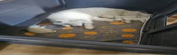 Samoyed dogs for sale: Samoyed puppies - Advert 2