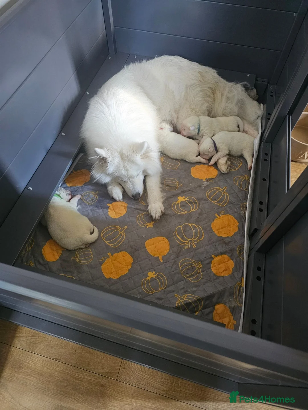 Samoyed dogs for sale: Samoyed puppies - Advert 2