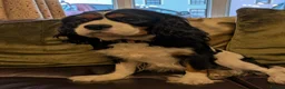 Cavalier King Charles Spaniel dogs for sale: KC Reg Cavalier King Charles Spaniel Male - Advert 2
