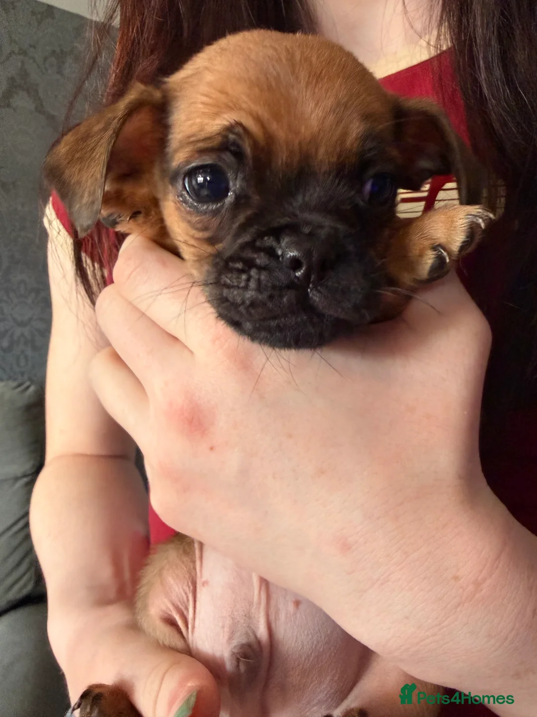 Puggle dogs for sale: Puggle puppies for sale  - Advert 6