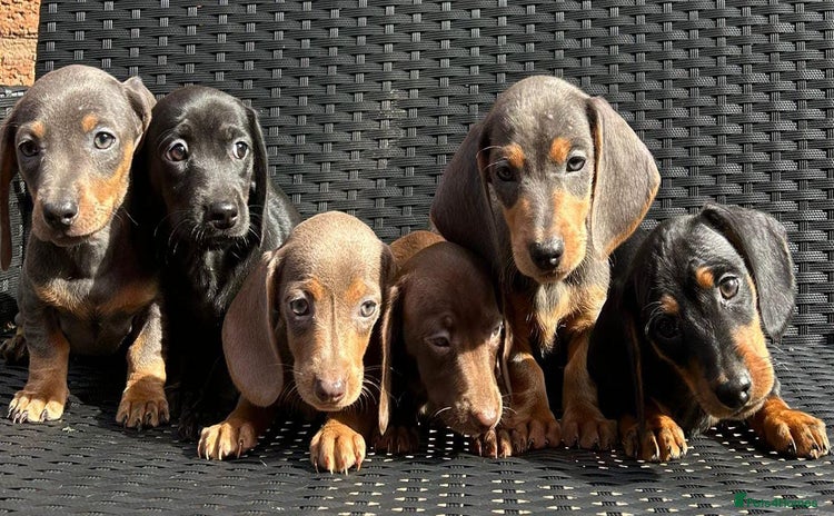Dachshund dogs - Advert 1