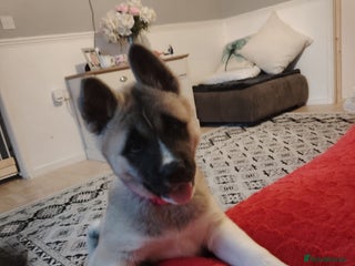 Akita dogs - Advert 2